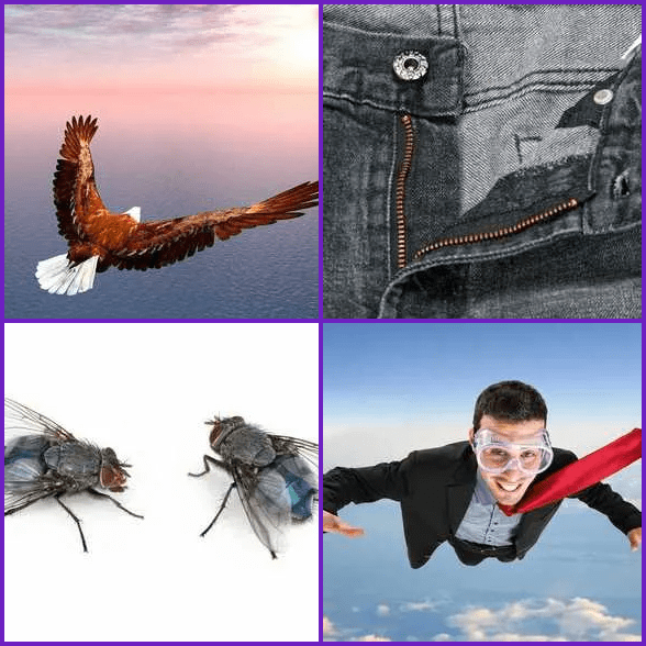 4 Pics 1 Word –  FLY answer